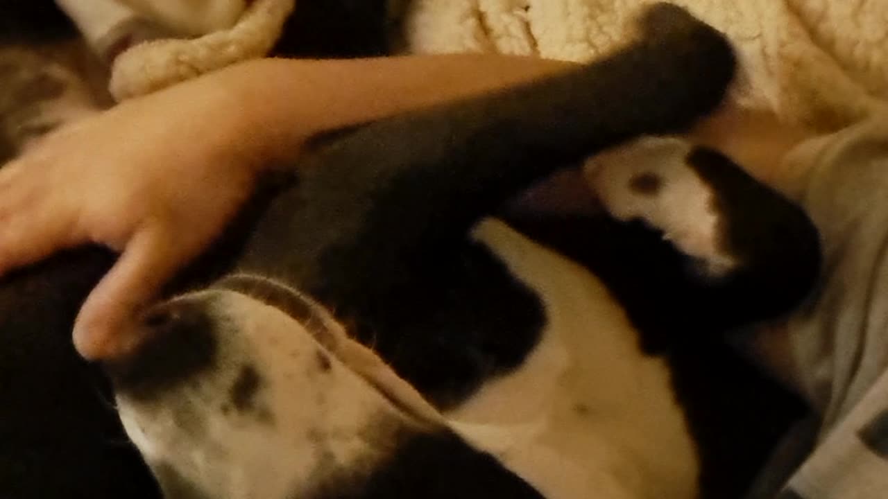 Speaking Dog