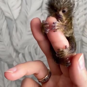 Monkey marmoset