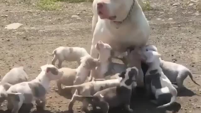 😱 That's a lot of puppers! Mom is super fun❤