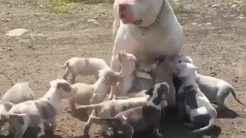 😱 That's a lot of puppers! Mom is super fun❤