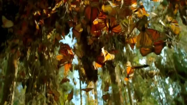 Hamming bird & Half Billion Monarch Butterflies