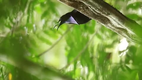 Riflebird