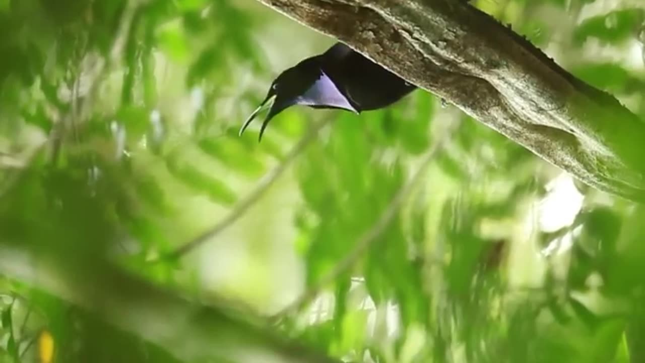 Riflebird