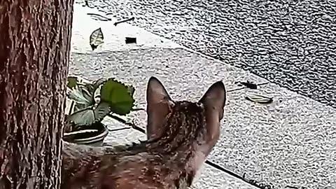 funny cats episode 290 shorts (720p)