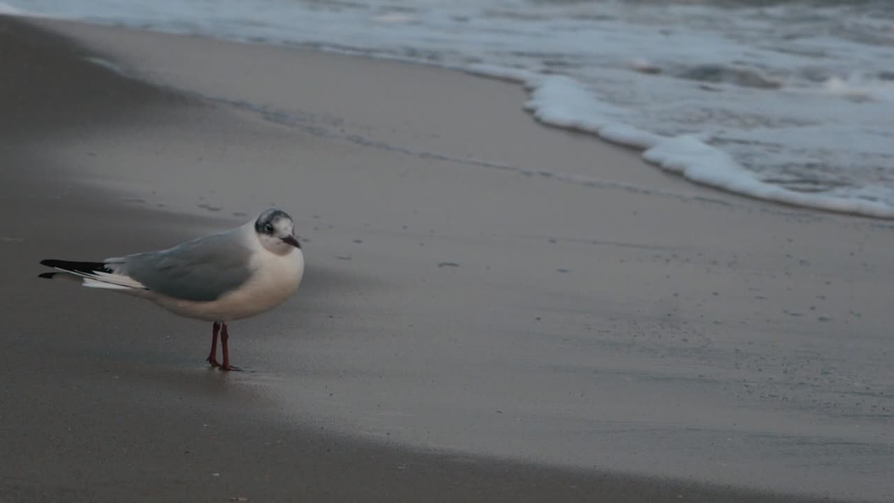 A Beautiful Bird at the Ocean Beach | Nature's glimpse | Nature's glare | Blissful Nature