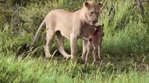 amazing how lioness protects baby deer from her own herd