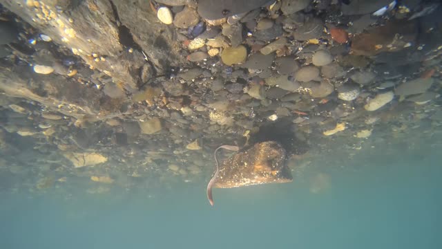 Giant Toxic Sea Worm in Alaska