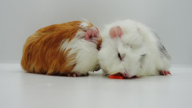 Pet Hamsters Got Their Afternoon Snacks