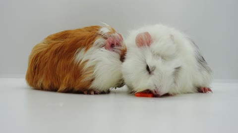 Pet Hamsters Got Their Afternoon Snacks