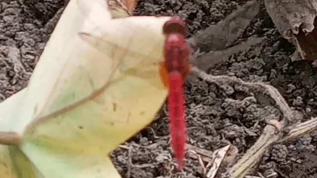 A rare red dragonfly.