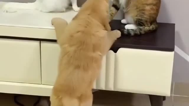 Funny dog & cats are fun very cute type