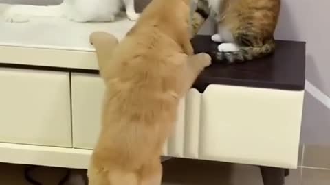 Funny dog & cats are fun very cute type