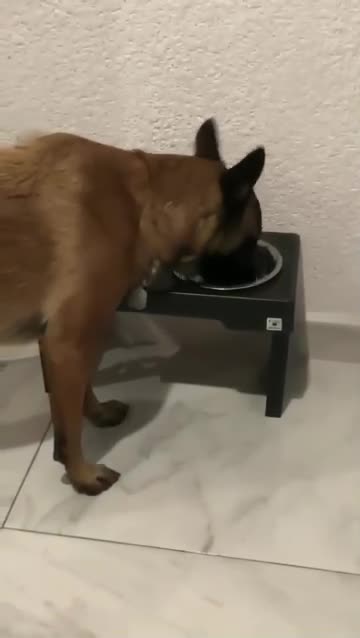 Awwwe love that dog 😍😍🤣🤣