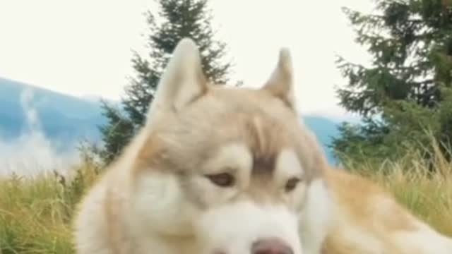 Smart dog videos