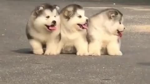 Cute puppies (Alaskan malamute) playing around togheter