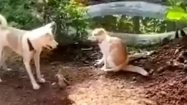 Funny Animals fails😹