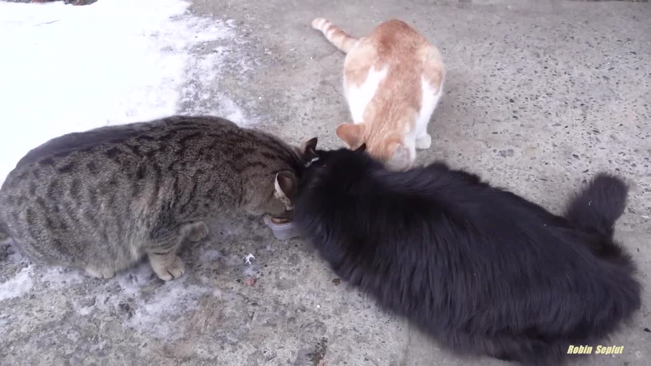 Breakfast for three cats