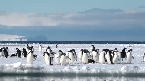 Adélie penguins on the pack ice Adélie Cove