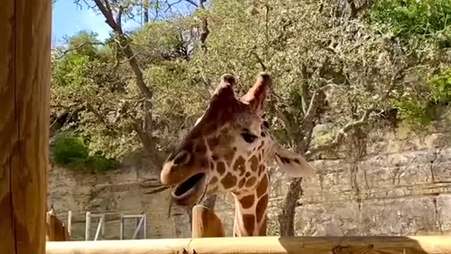 The giraffes are always down to kick it (especially if you've got some acacia) 😎