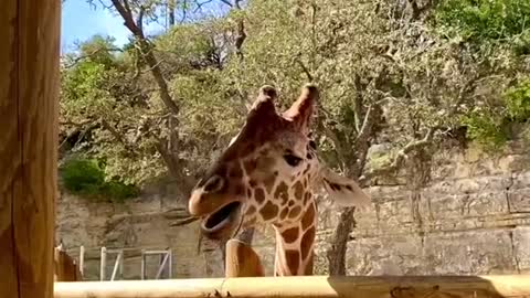 The giraffes are always down to kick it (especially if you've got some acacia) 😎