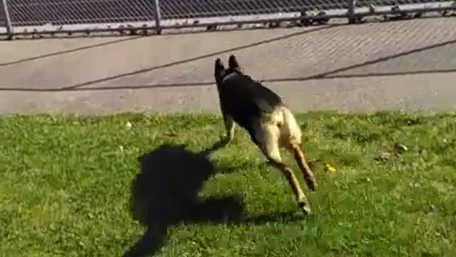 German shepard chases squirrel after it jumps off fence