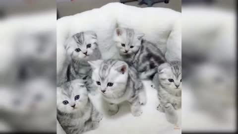 Cute Pets And Funny Animals Compilation 2021 #23