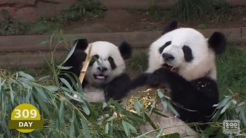 The First Year of Mei Lun and Mei Huan