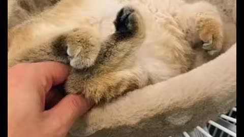 Cute Animals Just a Relaxation