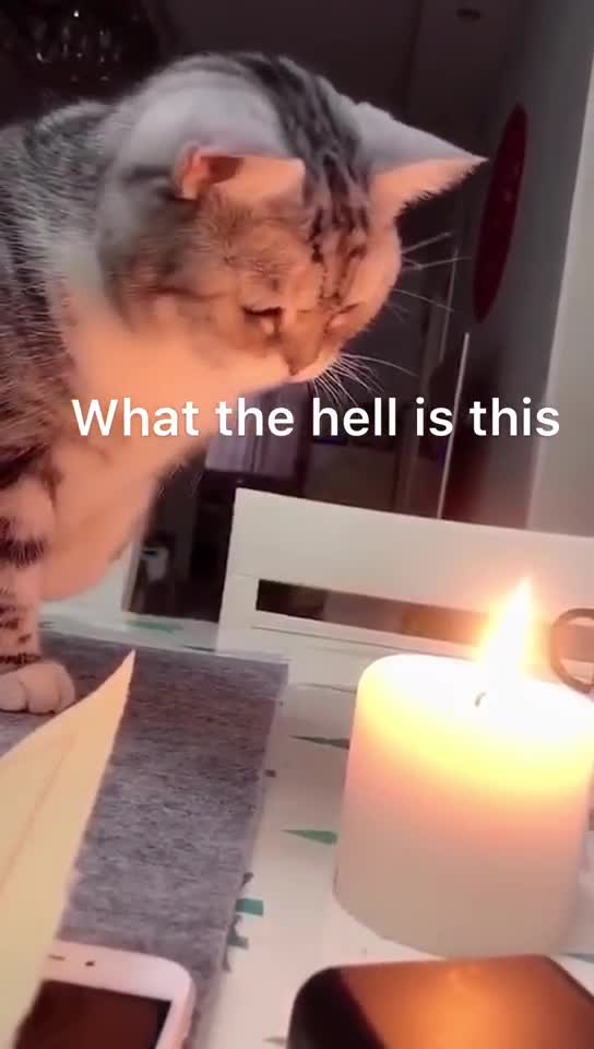 Cats Funny Videos 🐈