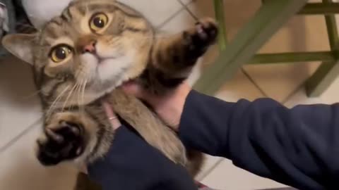 Cute cat