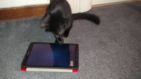 Hilarious Pet Video Compilation - Try not to Laugh