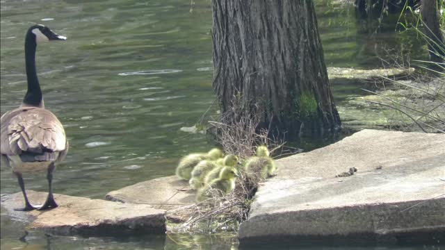 Baby geese take a Leap of Faith! Wild geese hatching PART 2 up close!