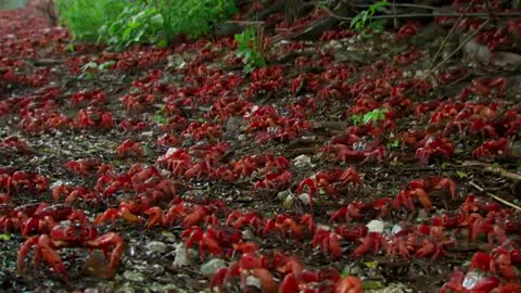 Nature Makes You Happy - BBC Earth