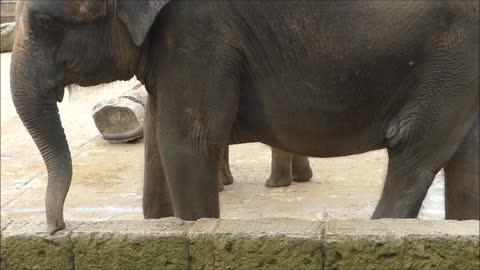 Mummy Covers Her Baby Elephant trunk