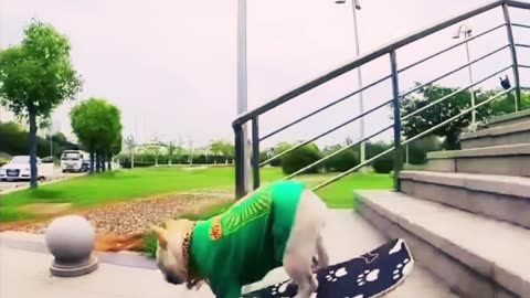 Dog 🐕 Fun Time