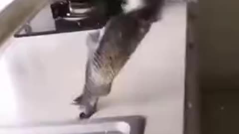 When A Fish Chased After Two Cats