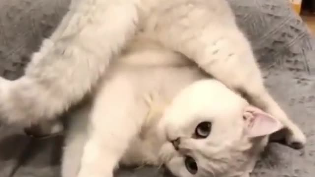 cute cat video