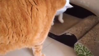 FunnyCatsToday，Funny Fat Cat You Might Never See Before, part12