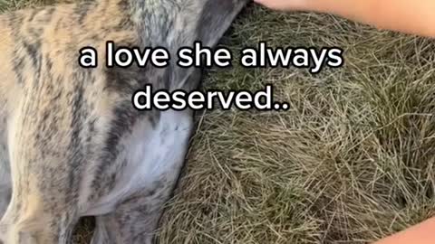 When I was 23 I decided to adopt a retired racing greyhound...
