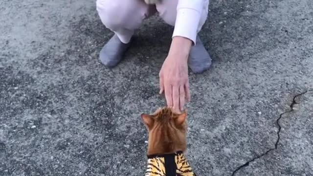 cat video