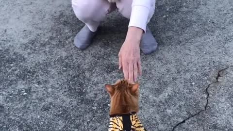 cat video