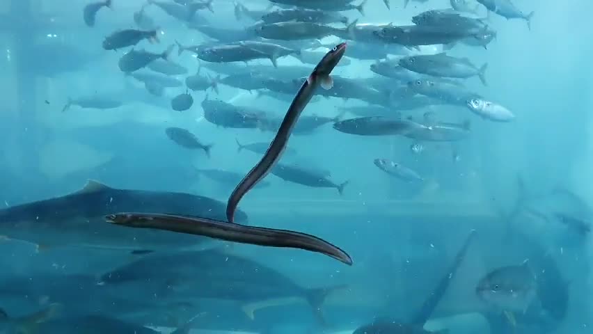 Fish in a huge and huge aquarium