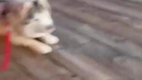 6.Husky says “Can I pet that DOG_”