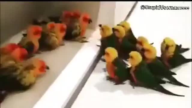 Funny birds fight