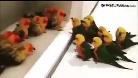 Funny birds fight