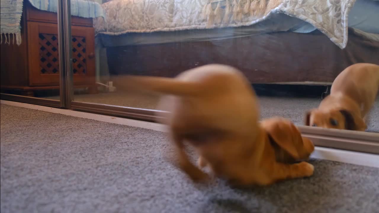 Cute puppy fighting with himself