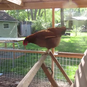 Chicken on the Balance Beam #chickens #chickencoop #backyardhomesteading #animals #nature #528hz