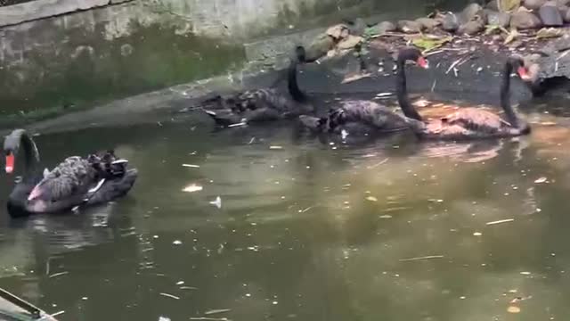 Geese swimming in the water