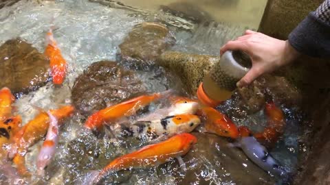 Carp biting a baby bottle