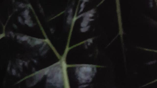 kind of black flower